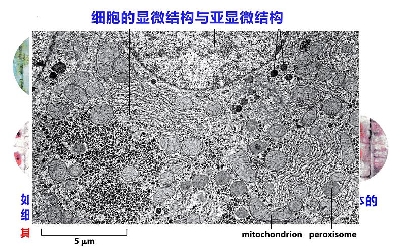 3.2细胞器之间的分工合作课件-2022-2023学年高一上学期生物人教版（2019）必修1第8页