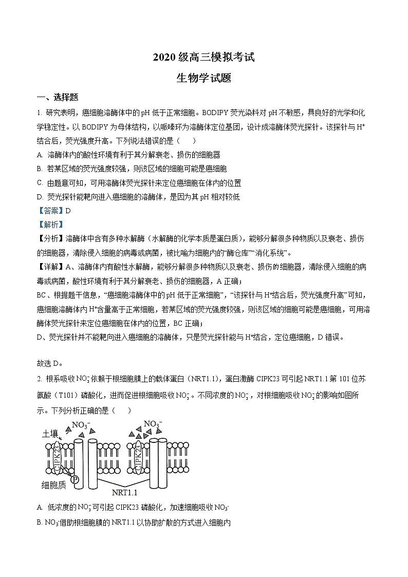 2023届山东省日照市高三一模生物试题（解析版）第1页