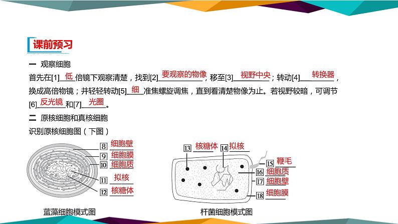 1.2《细胞的多样性和统一性》课件PPT+同步练习（含答案）04