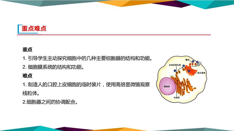 配套新教材高中生物学RJ必修1-3.2《细胞器之间的分工合作》课件PPT第3页