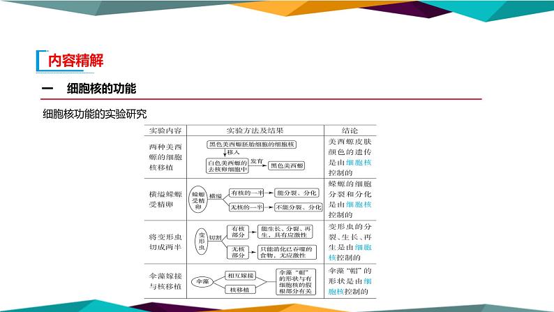 3.3《细胞核的结构和功能》课件PPT+同步练习（含答案）06