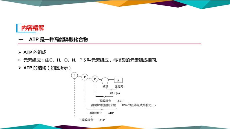 5.2《细胞的能量“货币”ATP》课件PPT+同步练习（含答案）06