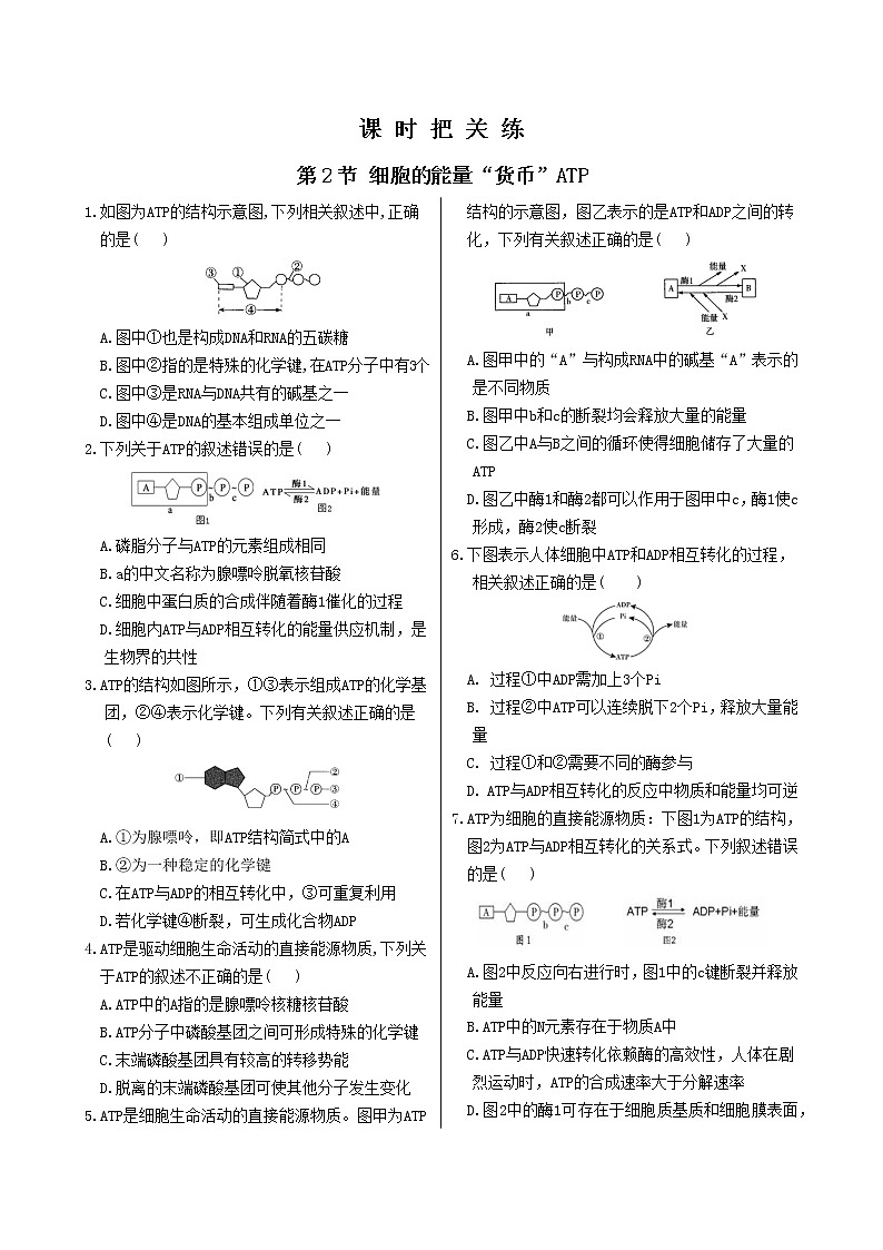 5.2《细胞的能量“货币”ATP》课件PPT+同步练习（含答案）01