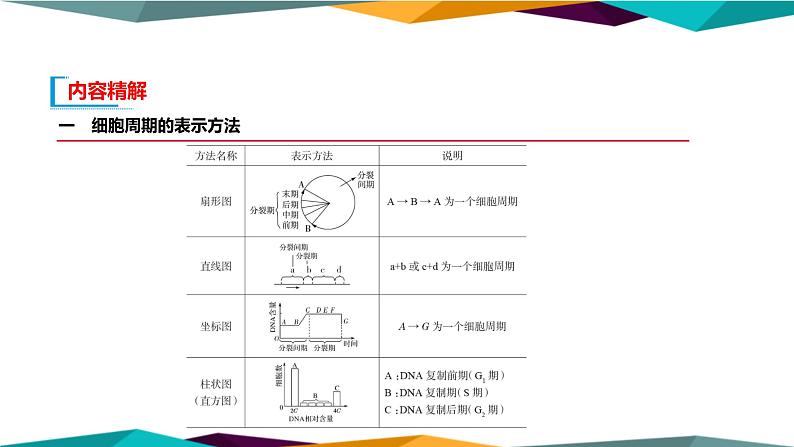 配套新教材高中生物学RJ必修1-6.1《细胞的增殖》课件PPT第7页