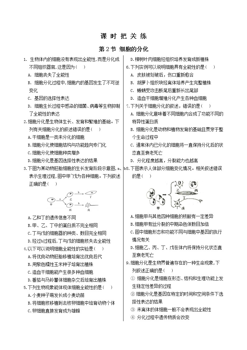 6.2《细胞的分化》课件PPT+同步练习（含答案）01