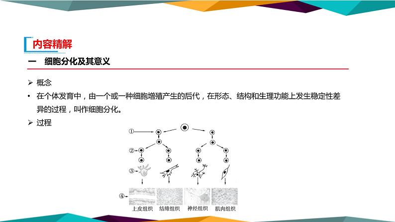 6.2《细胞的分化》课件PPT+同步练习（含答案）07