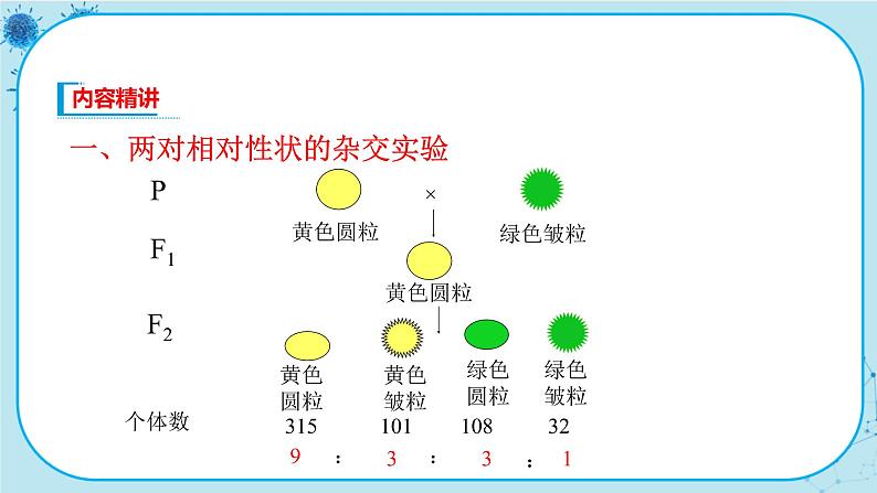 1.2《孟德尔的豌豆杂交实验（二）》课件PPT+同步练习（含答案）03