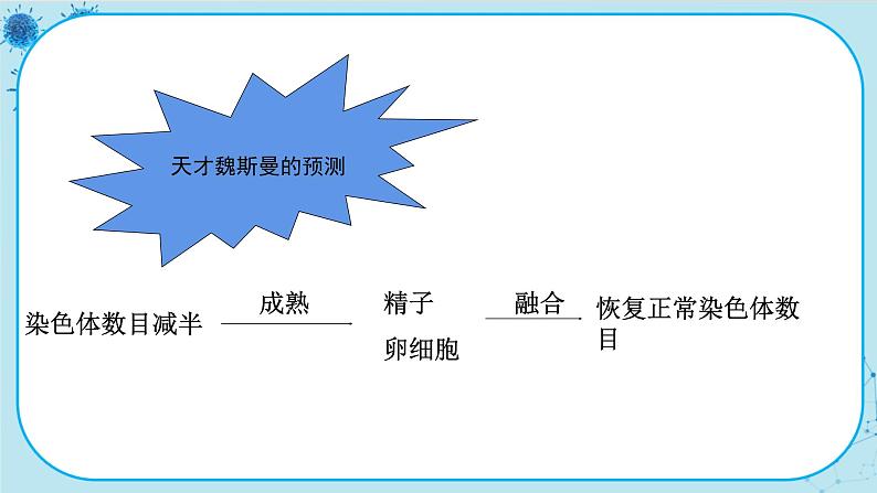 2.1《减数分裂和受精作用》课件PPT+同步练习（含答案）04