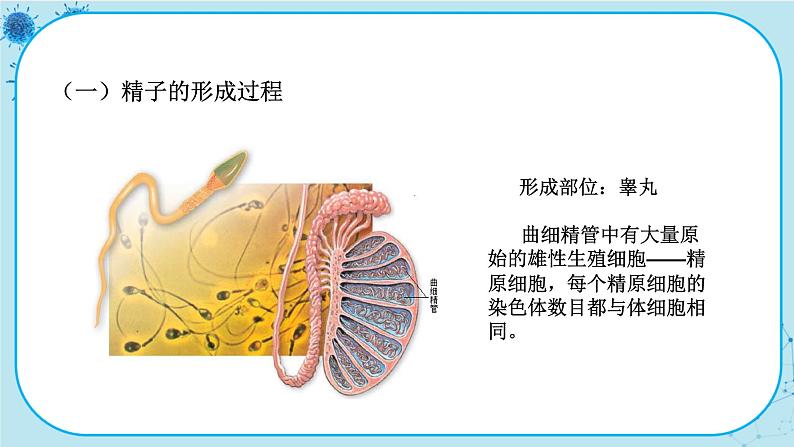 2.1《减数分裂和受精作用》课件PPT+同步练习（含答案）06