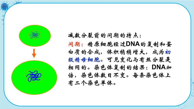 2.1《减数分裂和受精作用》课件PPT+同步练习（含答案）08