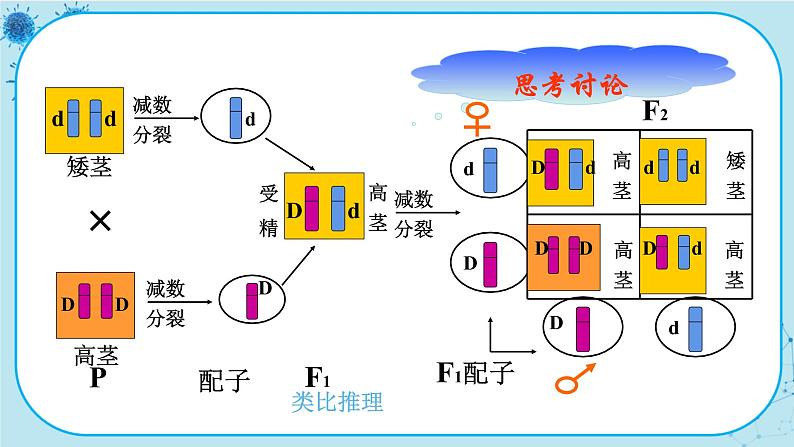 配套新教材-高中生物学-RJ-必修2第2章- 第2节第7页