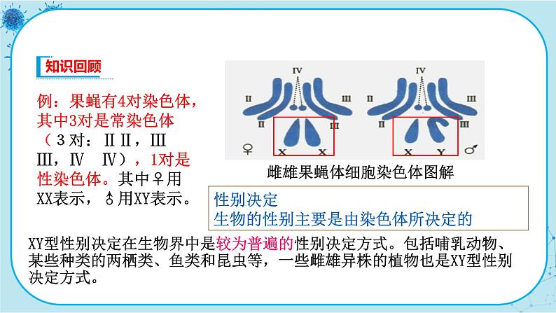 2.3《伴性遗传》课件PPT+同步练习（含答案）03