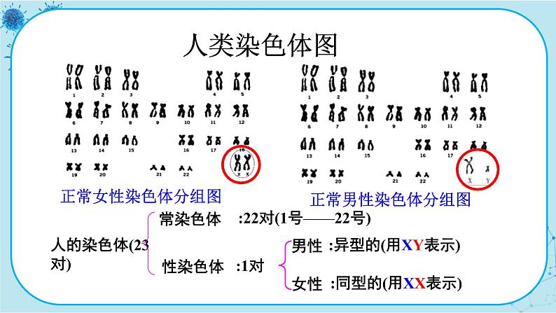 2.3《伴性遗传》课件PPT+同步练习（含答案）04