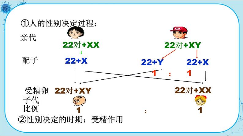 2.3《伴性遗传》课件PPT+同步练习（含答案）05