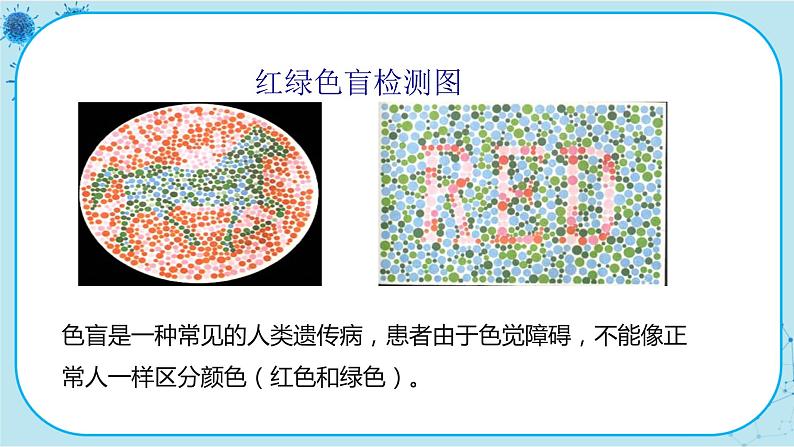 2.3《伴性遗传》课件PPT+同步练习（含答案）08