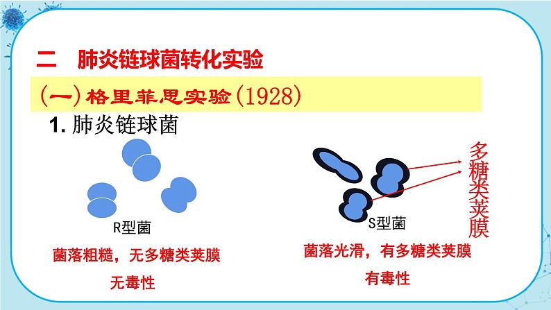 3.1《DNA是主要的遗传物质》课件PPT+同步练习（含答案）07