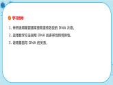 3.4《基因通常是有遺傳效應(yīng)的DNA片段》課件PPT+同步練習(xí)（含答案）