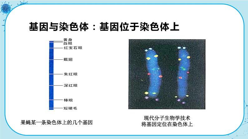 3.4《基因通常是有遗传效应的DNA片段》课件PPT+同步练习（含答案）03