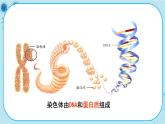 3.4《基因通常是有遗传效应的DNA片段》课件PPT+同步练习（含答案）