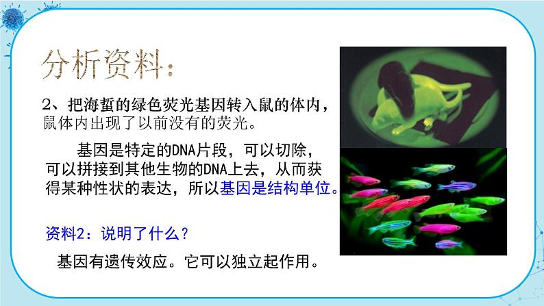 3.4《基因通常是有遗传效应的DNA片段》课件PPT+同步练习（含答案）07