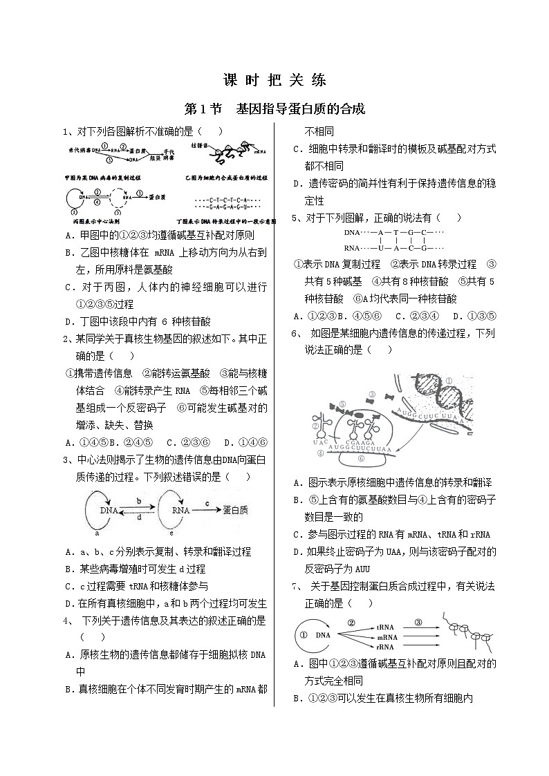4.1《基因指导蛋白质的合成》课件PPT+同步练习（含答案）01