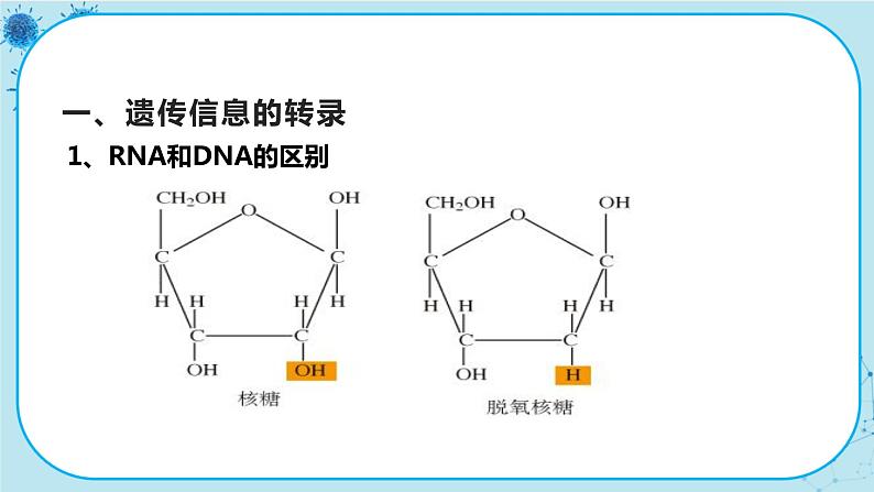 4.1《基因指导蛋白质的合成》课件PPT+同步练习（含答案）04