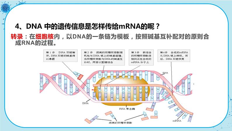 4.1《基因指导蛋白质的合成》课件PPT+同步练习（含答案）08