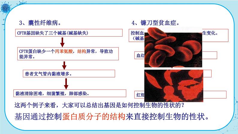 4.2《基因表达与性状的关系》课件PPT+同步练习（含答案）07