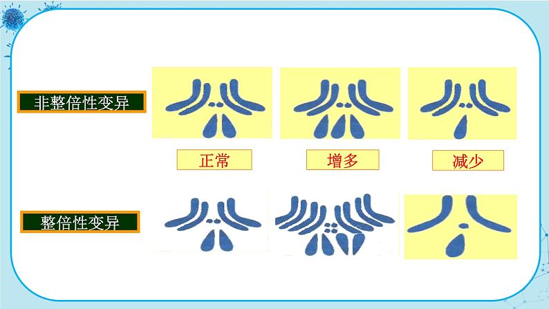 配套新教材-高中生物学-RJ-必修2第5章- 第2节第5页