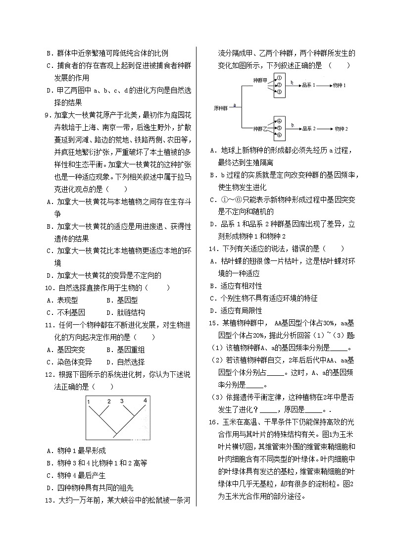 6.2《自然选择与适应的形成》课件PPT+同步练习（含答案）02