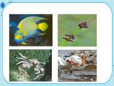 6.4 《协同进化与生物多样性的形成》课件PPT+同步练习（含答案）