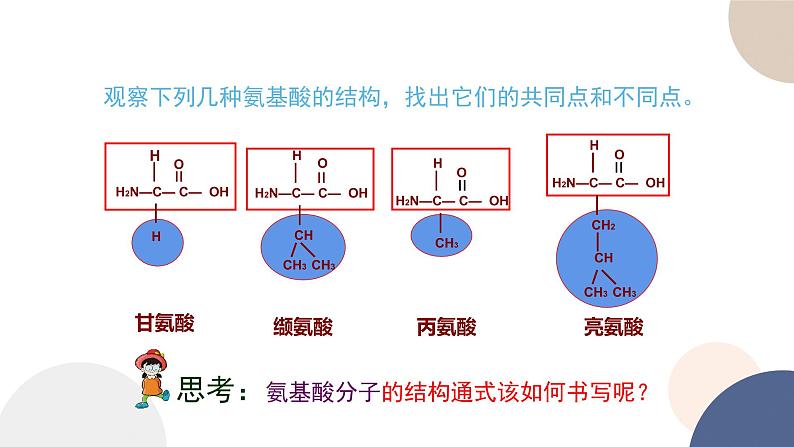 第一章- 第三节 细胞中的蛋白质和核酸 课时1（课件PPT）第5页