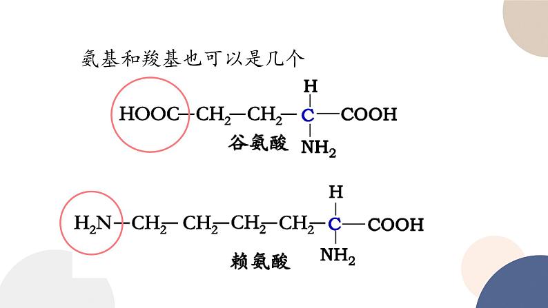 第一章- 第三节 细胞中的蛋白质和核酸 课时1（课件PPT）第8页