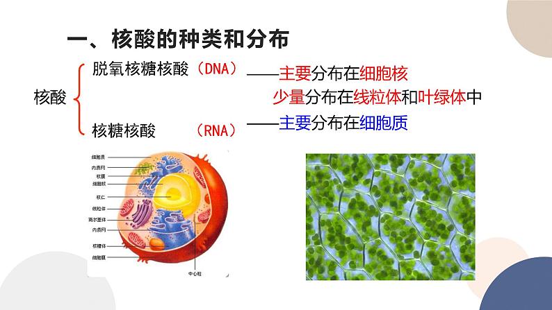 第一章- 第三节 细胞中的蛋白质和核酸 课时2（课件PPT）06