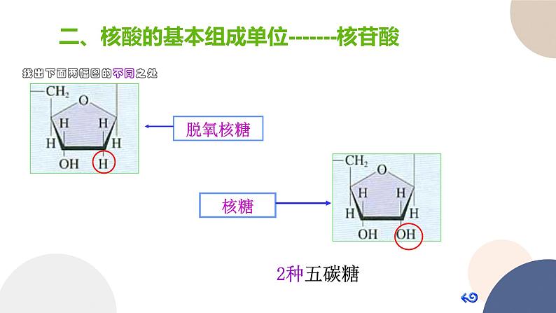 第一章- 第三节 细胞中的蛋白质和核酸 课时2（课件PPT）08