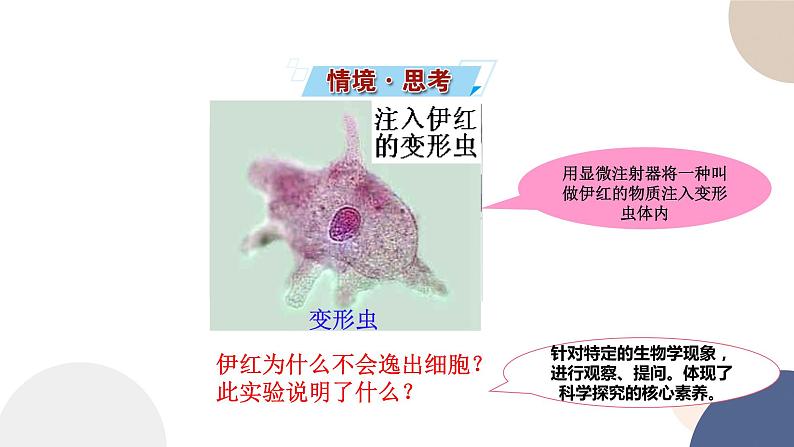 第二章- 第二节  细胞——生命活动的基本单位 课时1（课件PPT）02