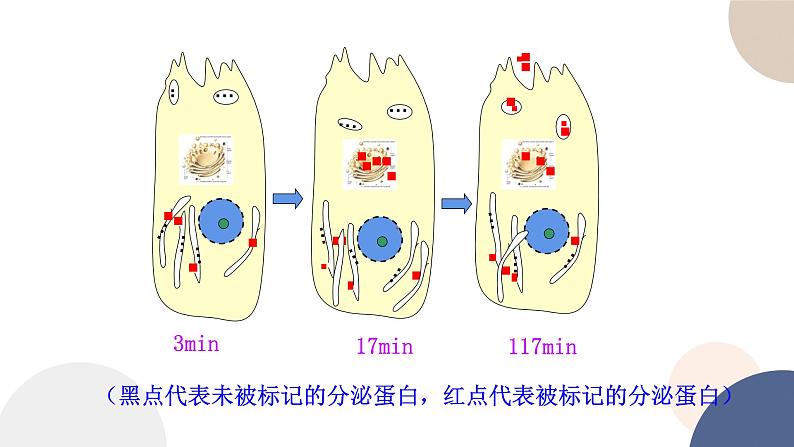 第二章- 第二节  细胞——生命活动的基本单位 课时4（课件PPT）06