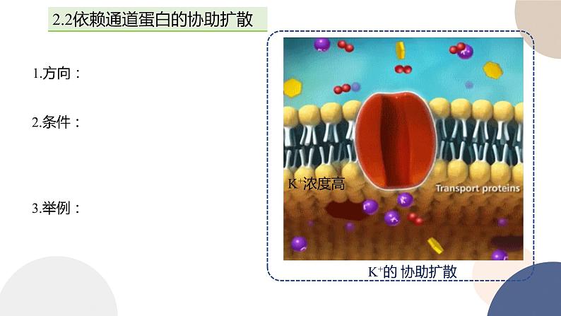 第二章- 第三节  物质进出细胞的运输方式 课时2（课件PPT）06