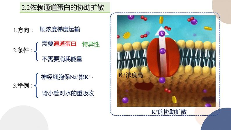 第二章- 第三节  物质进出细胞的运输方式 课时2（课件PPT）07