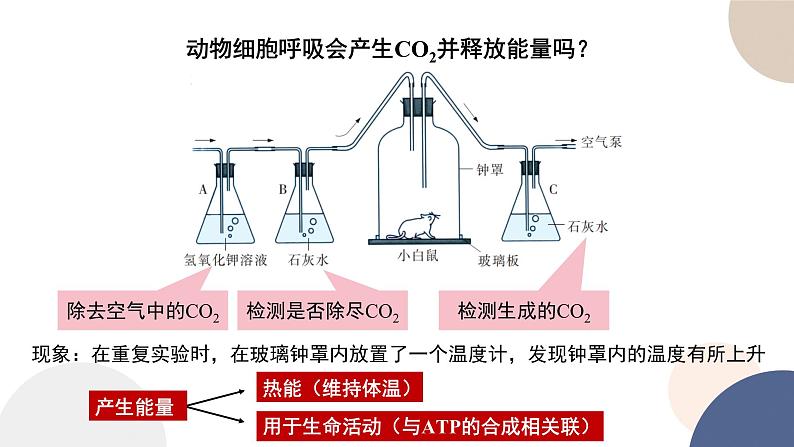 第三章- 第三节  细胞呼吸——能量的转化和利用（课件PPT）06