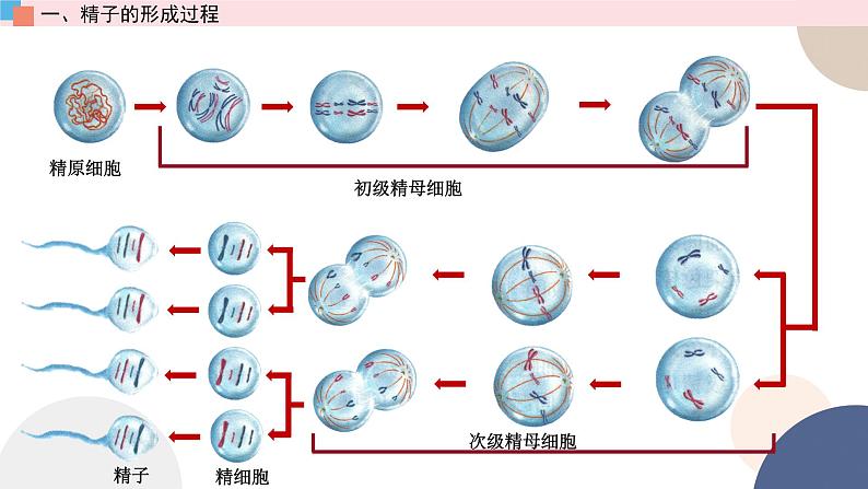 第一章 第一节 减数分裂和受精作用（第1课时）（课件PPT）第5页