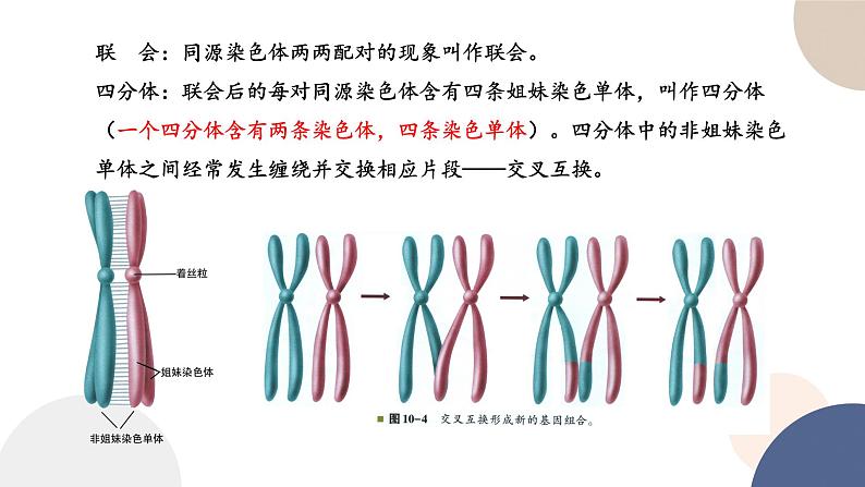 第一章 第一节 减数分裂和受精作用（第1课时）（课件PPT）第8页