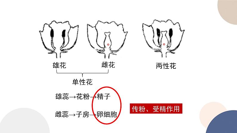 第一章 第二节 分离定律（课件PPT）05