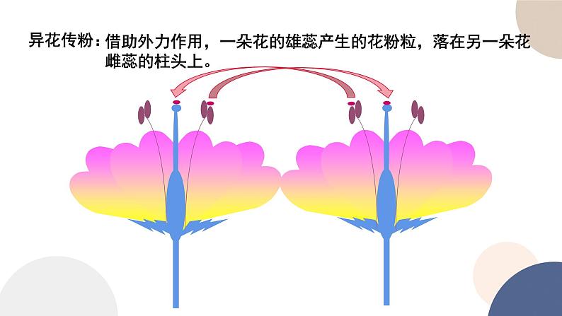 第一章 第二节 分离定律（课件PPT）06