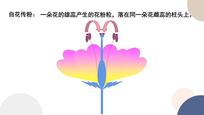 第一章 第二节 分离定律（课件PPT）07