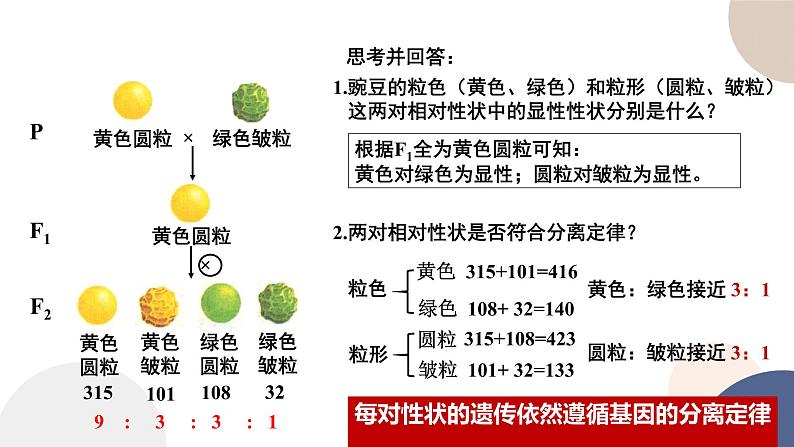 第一章 第三节 自由组合定律（课件PPT）05