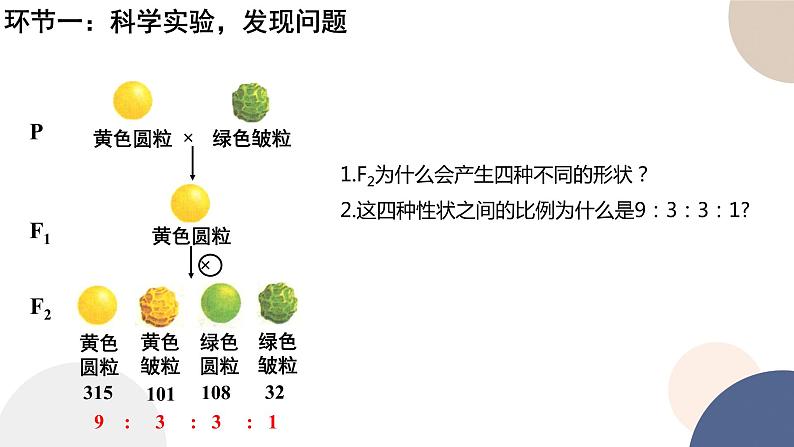 第一章 第三节 自由组合定律（课件PPT）06