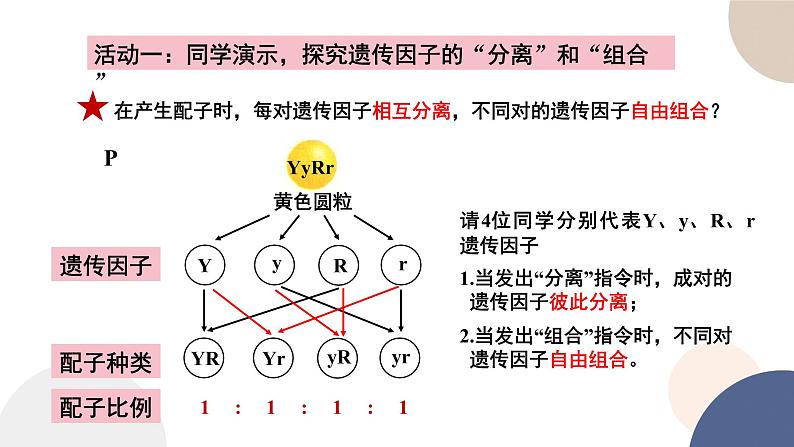 第一章 第三节 自由组合定律（课件PPT）08