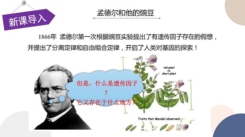 第一章 第四节 基因在染色体上（课件PPT）第2页