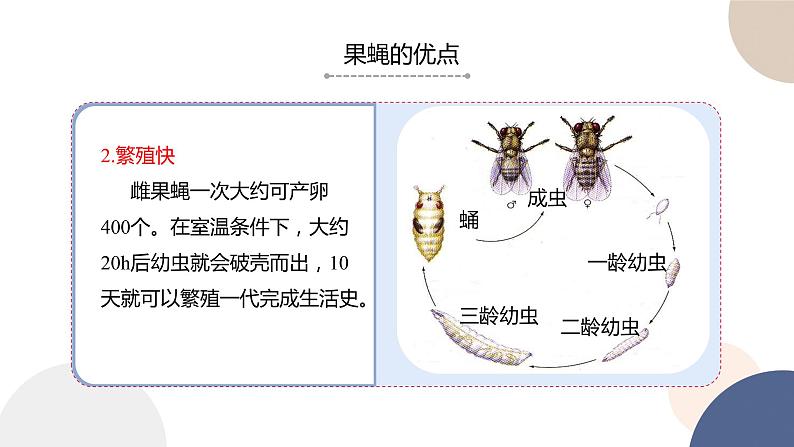 第一章 第四节 基因在染色体上（课件PPT）第7页